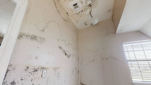 Best Crawl Space Mold Remediation  in Mount Morris, MI