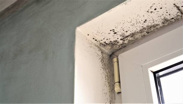 Environmental Consulting for Mold Prevention in Mount Morris, MI