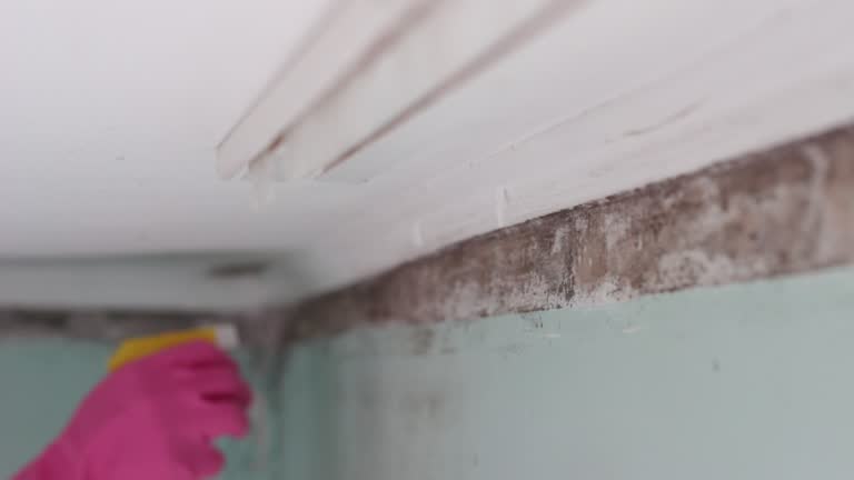 Best Emergency Mold Remediation  in Mount Morris, MI